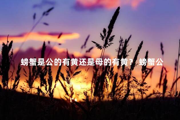 螃蟹是公的有黄还是母的有黄？ 螃蟹公母都有黄吗